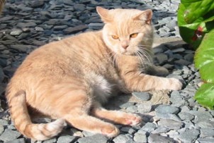 Ailsa2