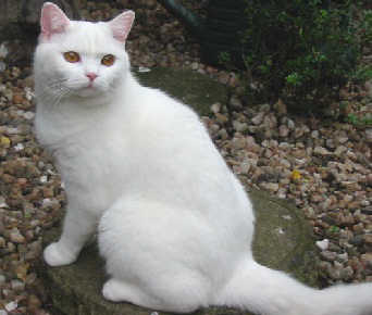 Alfie