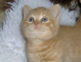 Fergan Little Lucifer