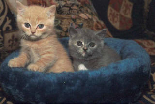 Kittens 2002