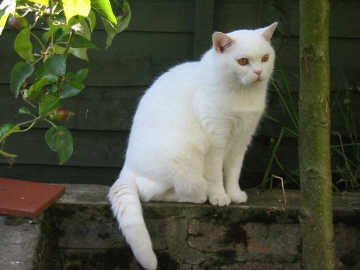 Phoebe