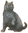 anonymous cat image